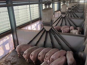 Ein Split-Trogfütterungssystem von IBO Stalltechnik in einem Schweinestall. Das Bild zeigt einen Futtertrog, der in Abschnitte unterteilt ist oder über eine Mechanik verfügt, die eine getrennte Futterzuteilung ermöglicht. Dieses System wird eingesetzt, um unterschiedliche Futterrationen oder Futterarten gleichzeitig oder zeitlich versetzt anzubieten, was besonders für Tierwohlkonzepte oder spezifische Fütterungsstrategien relevant ist.