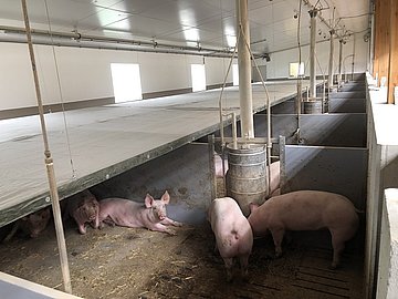 entspannte Schweine in Stallbucht mit Fütterungssystem