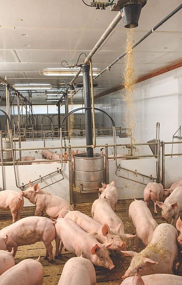 Die Strohdusche von IBO Stalltechnik im Schweinestall.