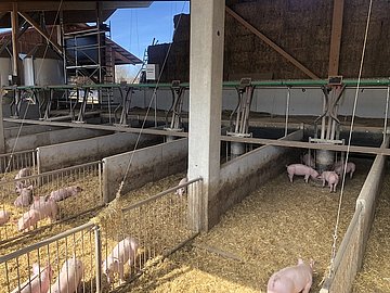 Schweinebuchten mit Stroh und kleinen Schweinen