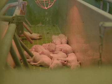 Kleine Ferkel unter der Wärmelampe