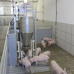 Scheinestallbucht mit Futterspender