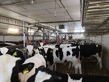 Kälber im Kälberstall