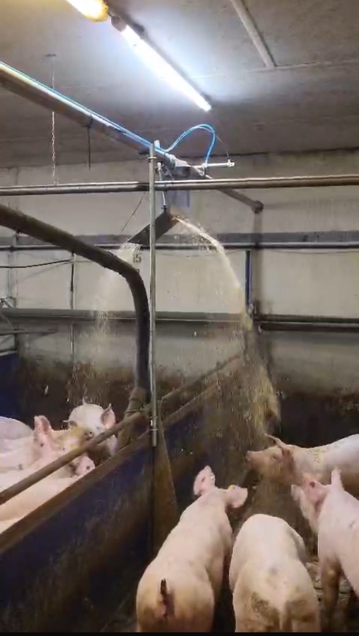 Eine "Strohdusche" von IBO Stalltechnik in einem Schweinestall. Dieses System dient zur automatischen und zeitgesteuerten Abgabe von Stroh oder anderem Raufutter an die Tiere. Die Zuteilung erfolgt "nach Futterkurve", was bedeutet, dass Menge und Zeitpunkt der Strohabgabe an die spezifischen Bedürfnisse und das Alter der Schweine angepasst werden, um Beschäftigung und Tierwohl zu fördern. Das Bild zeigt typische Komponenten der Anlage wie Rohre und Auslässe, aus denen das Stroh in die Bucht fällt.