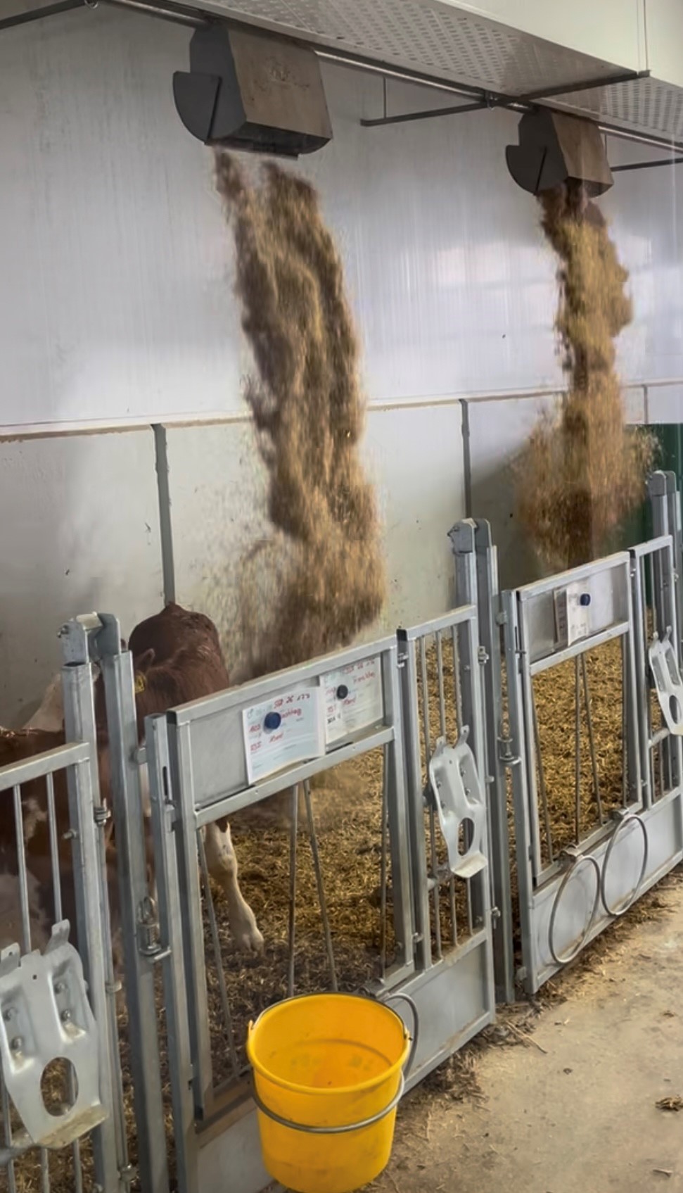 Mehrere junge Kälber in Einzelbuchten mit Metallabtrennungen. Von oben wird gehäckseltes Material, wahrscheinlich Stroh oder Raufutter, in die Buchten fallen gelassen und bildet Haufen auf dem Boden, der mit etwas Einstreu bedeckt ist. Einige Kälber sind sichtbar, und im Vordergrund steht ein gelber Eimer.
