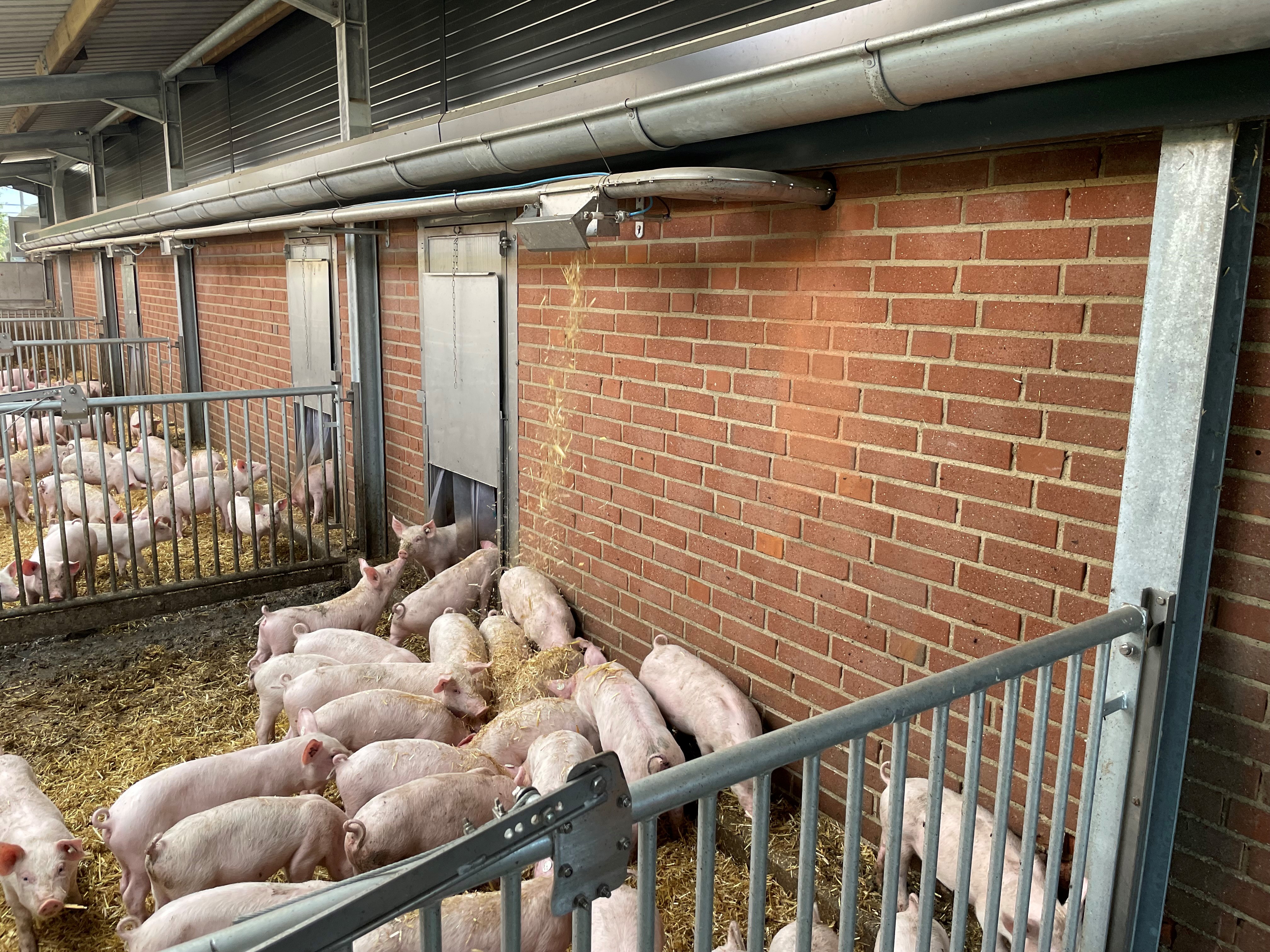 Eine Gruppe junger, rosa Schweine in einer Bucht mit Stroheinstreu. An einer ziegelroten Wand sind mehrere integrierte Futterstationen angebracht, aus denen Futter in die Tröge fällt. Mehrere Schweine fressen an den Stationen. Metallgitter begrenzen die Bucht.
