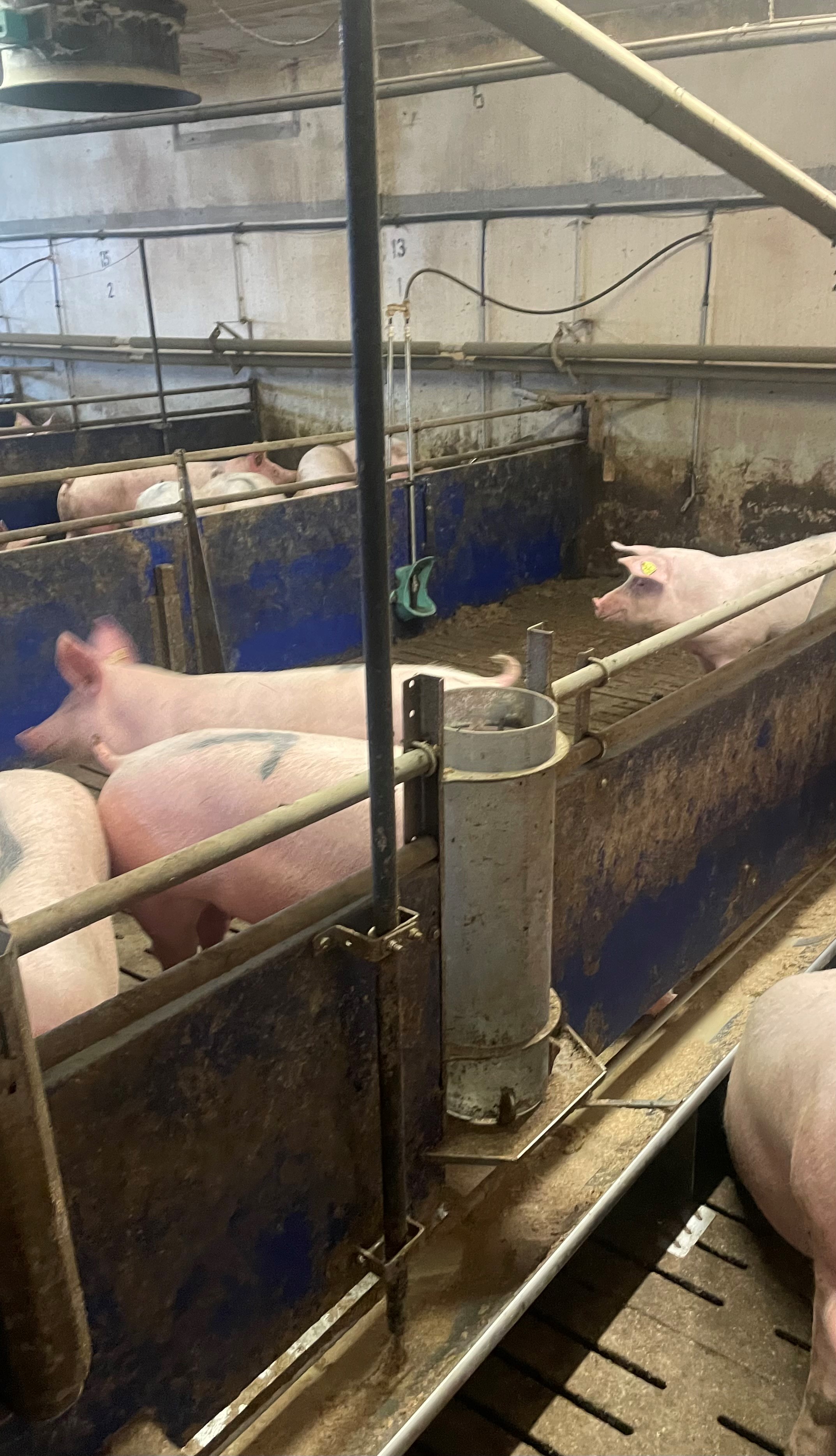 Mehrere rosa Schweine liegen oder stehen in einzelnen, durch Metall- und feste Wände abgetrennten Buchten in einem Stall. Die Tiere sind unterschiedlich positioniert, und im Vordergrund sind Teile der Buchtenabtrennungen und Fütterungseinrichtungen zu sehen.