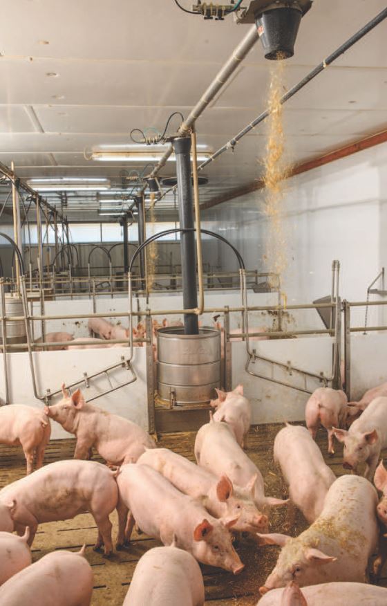 Die Strohdusche von IBO Stalltechnik im Schweinestall.